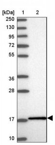Anti-UBE2L3 antibody produced in rabbit HPA045609-100UL