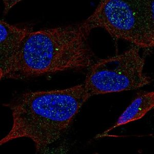 Anti-UBE2Q1 antibody produced in rabbit 
