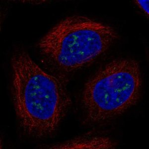 Anti-UBE2W antibody produced in rabbit 