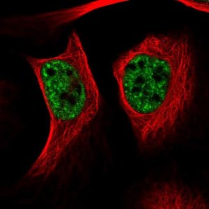Anti-UBE4A antibody produced in rabbit 