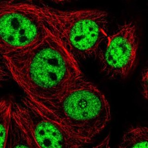 Anti-UBE4A antibody produced in rabbit HPA064010-100UL