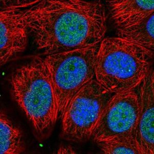 Anti-UBFD1 antibody produced in rabbit 