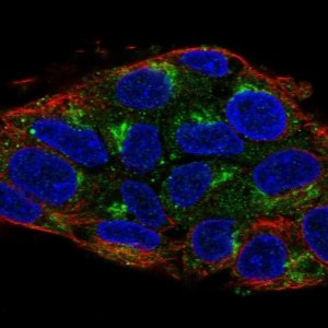 Anti-UBIAD1 antibody produced in rabbit 