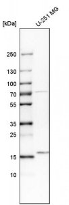 Anti-UBL4A antibody produced in rabbit 