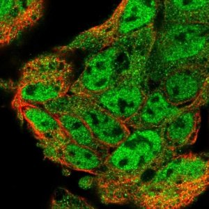 Anti-UBL7 antibody produced in rabbit 