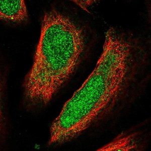 Anti-UBQLN4 antibody produced in rabbit 