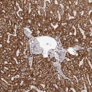 Anti-UBR2 antibody produced in rabbit 