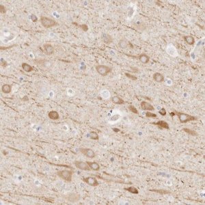 Anti-UBXN10 antibody produced in rabbit 