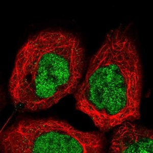 Anti-UBXN2B antibody produced in rabbit 