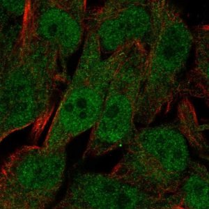 Anti-UBXN8 antibody produced in rabbit 
