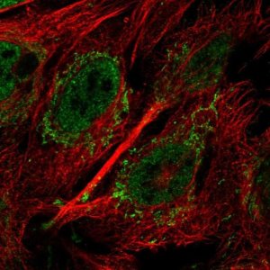 Anti-UCHL5 antibody produced in rabbit HPA075383-100UL