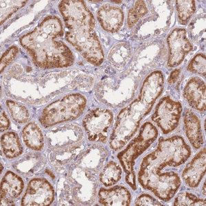 Anti-UCMA antibody produced in rabbit 