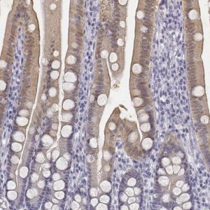 Anti-UCN2 antibody produced in rabbit 