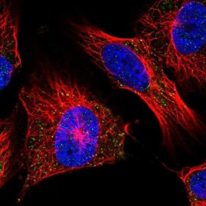 Anti-UCN2 antibody produced in rabbit 