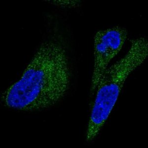 Anti-UFD1L antibody produced in rabbit 
