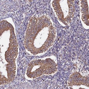 Anti-UFM1 antibody produced in rabbit 
