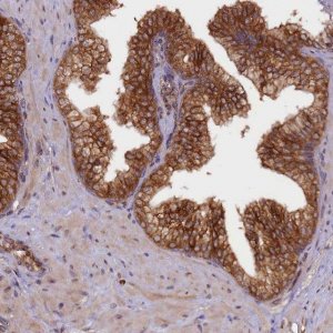 Anti-UFM1 antibody produced in rabbit 