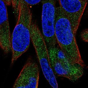 Anti-UGT3A1 antibody produced in rabbit 