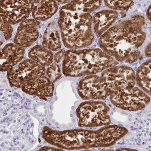 Anti-UGT3A2 antibody produced in rabbit 