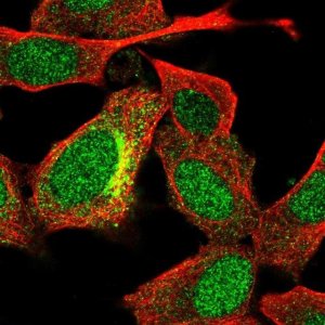 Anti-UGT3A2 antibody produced in rabbit 