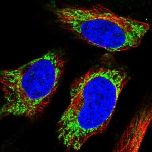 Anti-UGT8 antibody produced in rabbit 