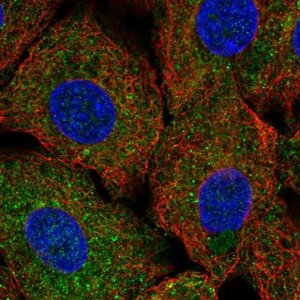 Anti-ULK1 antibody produced in rabbit 