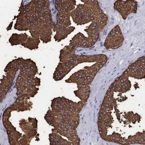 Anti-UMODL1 antibody produced in rabbit 