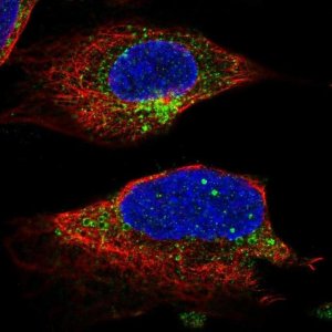 Anti-UNC13B antibody produced in rabbit 