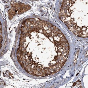 Anti-UNC13C antibody produced in rabbit 