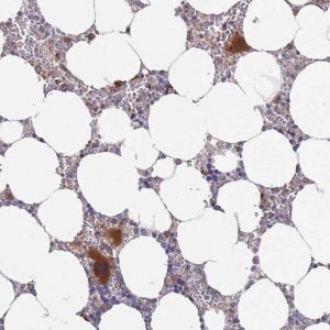 Anti-UNC45A antibody produced in rabbit 