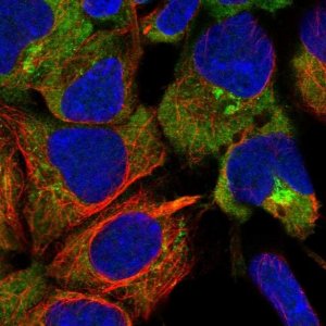 Anti-UNC45A antibody produced in rabbit 