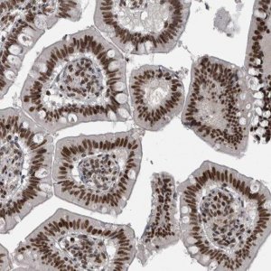 Anti-UNC50 antibody produced in rabbit 
