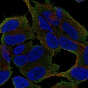 Anti-UNC79 antibody produced in rabbit 