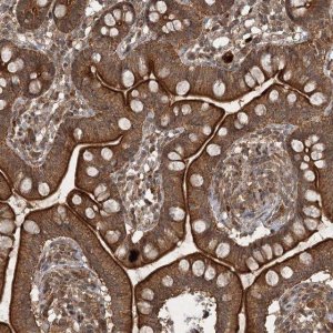Anti-UNC93A antibody produced in rabbit 