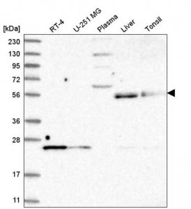 Anti-UNC93A antibody produced in rabbit 