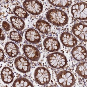 Anti-UNC93B1 antibody produced in rabbit 