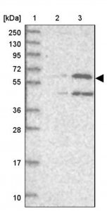 Anti-UNC93B1 antibody produced in rabbit 