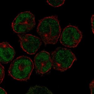 Anti-UNCX antibody produced in rabbit 