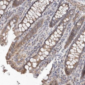 Anti-UNK antibody produced in rabbit 