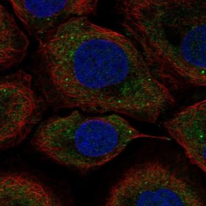 Anti-UPF2 antibody produced in rabbit 