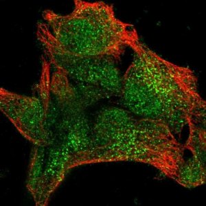 Anti-UPF3A antibody produced in rabbit 