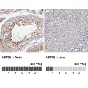 Anti-UPF3B antibody produced in rabbit HPA001882-100UL
