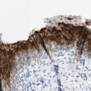 Anti-UPK3BL antibody produced in rabbit 