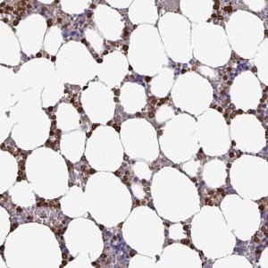 Anti-UQCC2 antibody produced in rabbit 