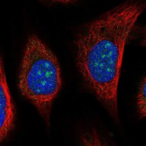 Anti-URB2 antibody produced in rabbit 