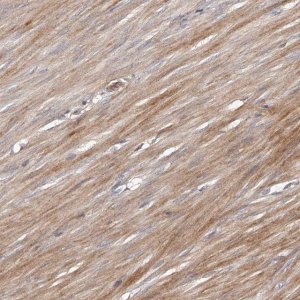 Anti-URGCP antibody produced in rabbit 