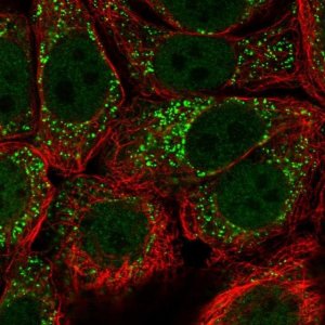 Anti-URM1 antibody produced in rabbit 