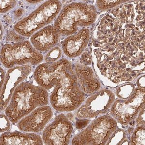 Anti-USE1 antibody produced in rabbit 