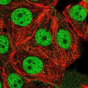 Anti-USF1 antibody produced in rabbit 