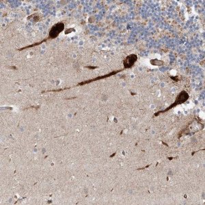 Anti-USF3 antibody produced in rabbit 